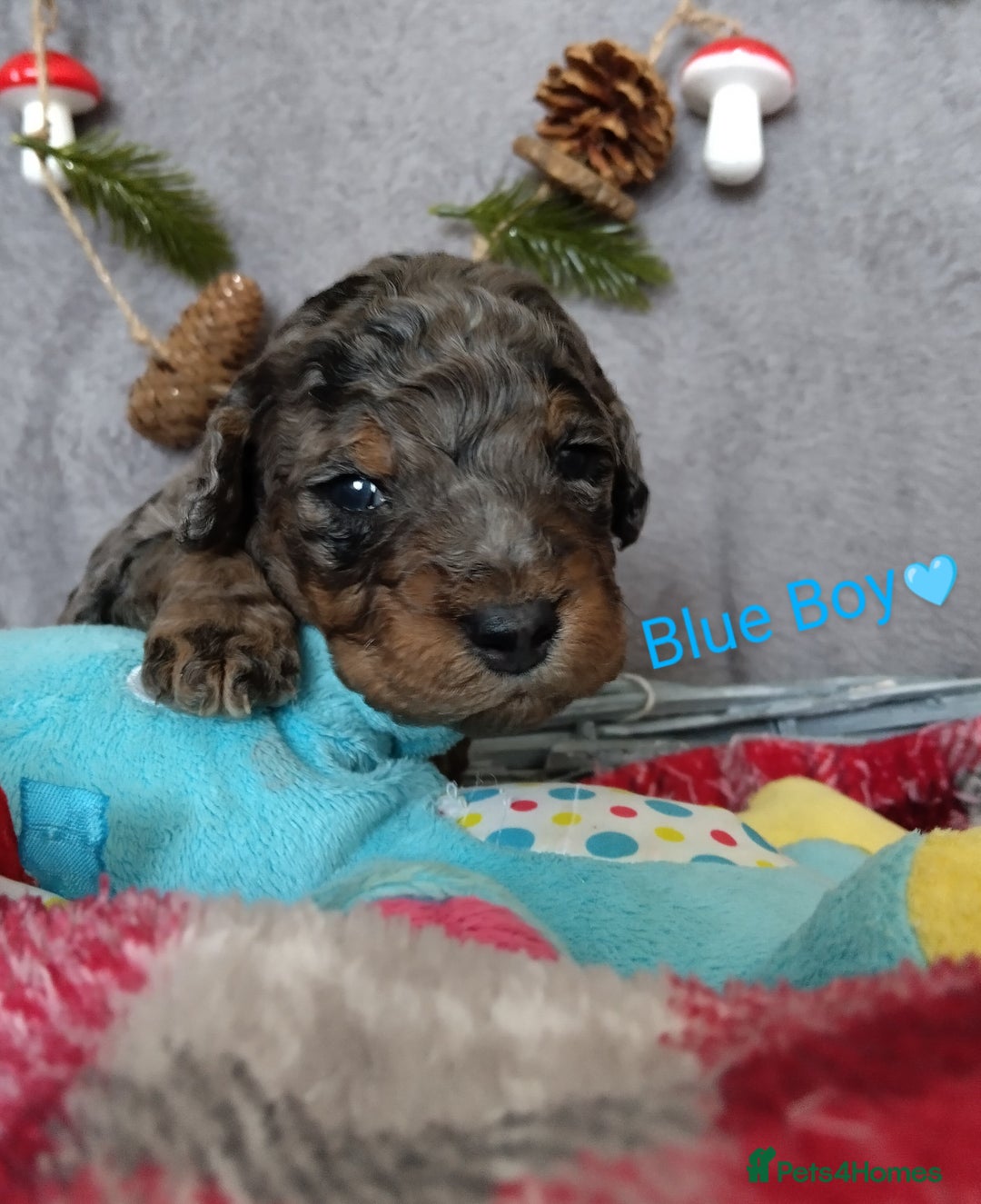 Cockapoo dogs for sale: * 1 Left* Beautiful Unique Cockapoo Puppies - Advert 17