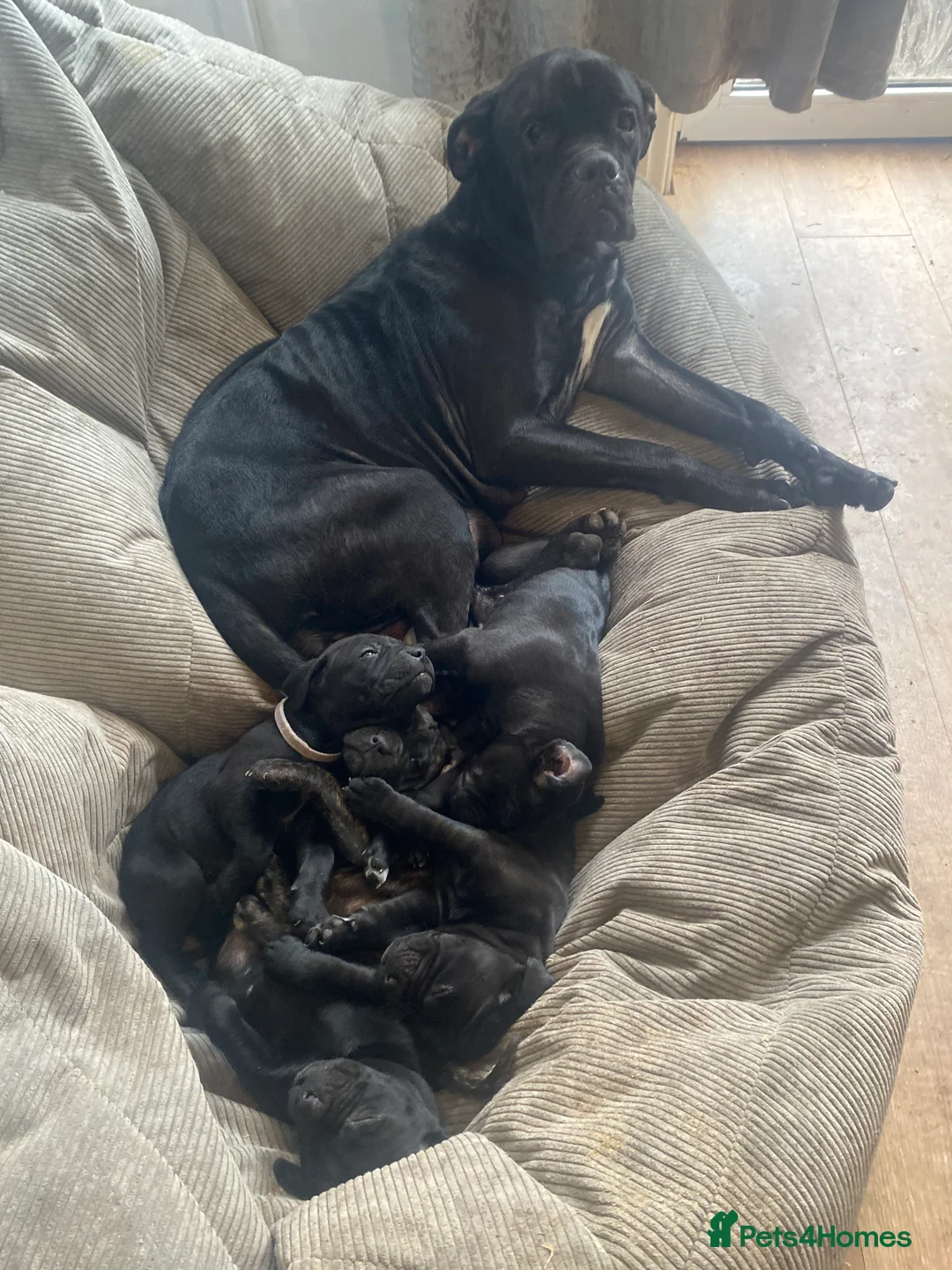 Cane Corso dogs for sale: BRINDLE FEMALE CANE CORSO PUPPY - 8 WEEKS OLD  - Advert 2