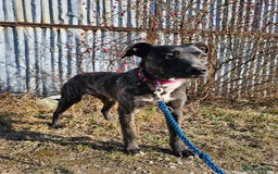 Mixed Breed dogs for adoption: A Beautiful and Gentle Girl - for a Loving Home - Image 2