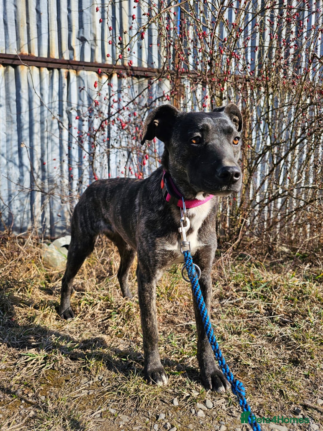 Mixed Breed dogs for adoption: A Beautiful and Gentle Girl - for a Loving Home - Image 2
