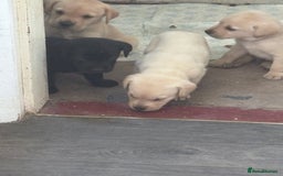 Labrador Retriever dogs for sale:  labrador retriever pups - Image 28