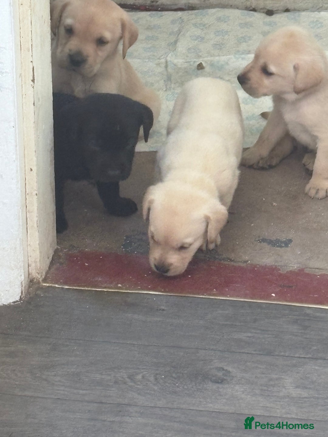 Labrador Retriever dogs for sale:  labrador retriever pups - Image 28