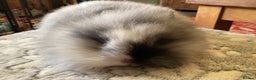 Mini Lion Lop rabbits for sale: Stunning lion lop baby rabbits - Advert 3