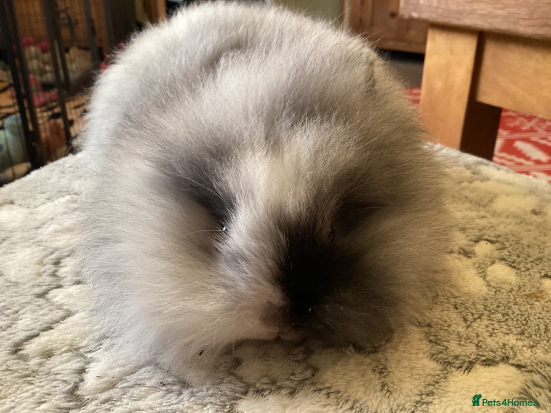 Mini Lion Lop rabbits for sale: Stunning lion lop baby rabbits - Advert 3