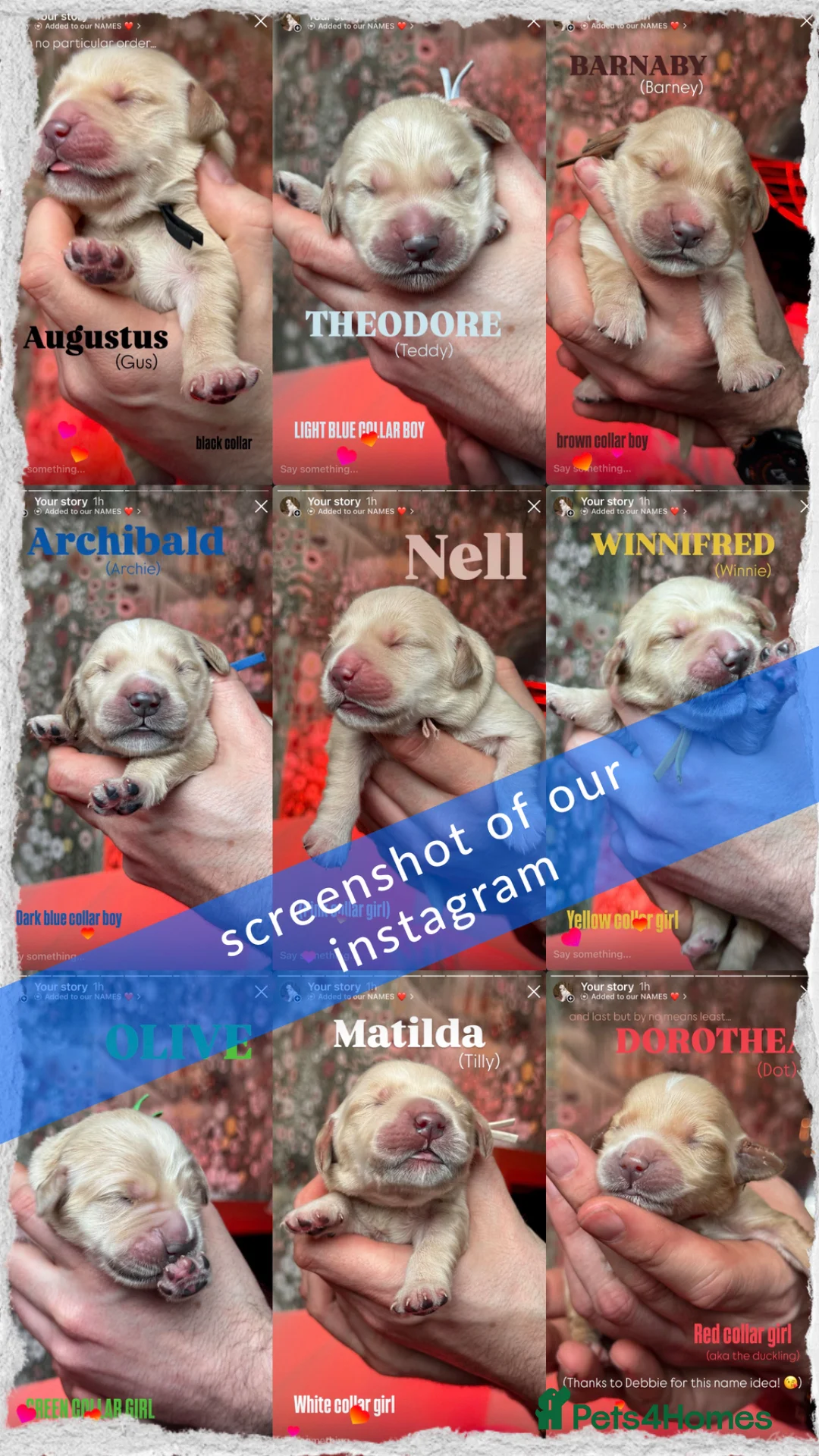 Golden Retriever dogs for sale: KC Golden Retriever Pups 3 boys 3 girls available  - Advert 24