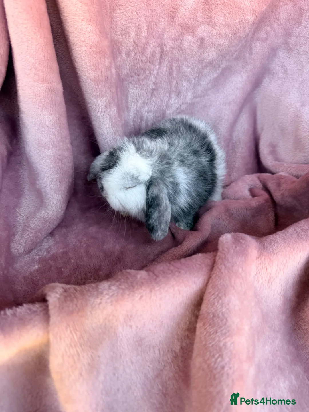 Mini Lop rabbits for sale: Pure Mini lops - Advert 14