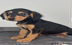 Mixed Breed dogs for sale: 2 stunning female puppies for sale! - Image 4