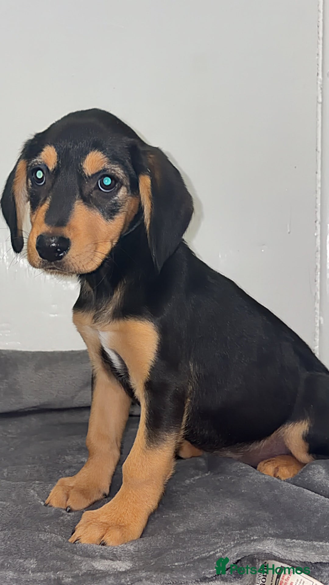 Mixed Breed dogs for sale: 2 stunning female puppies for sale! - Image 4