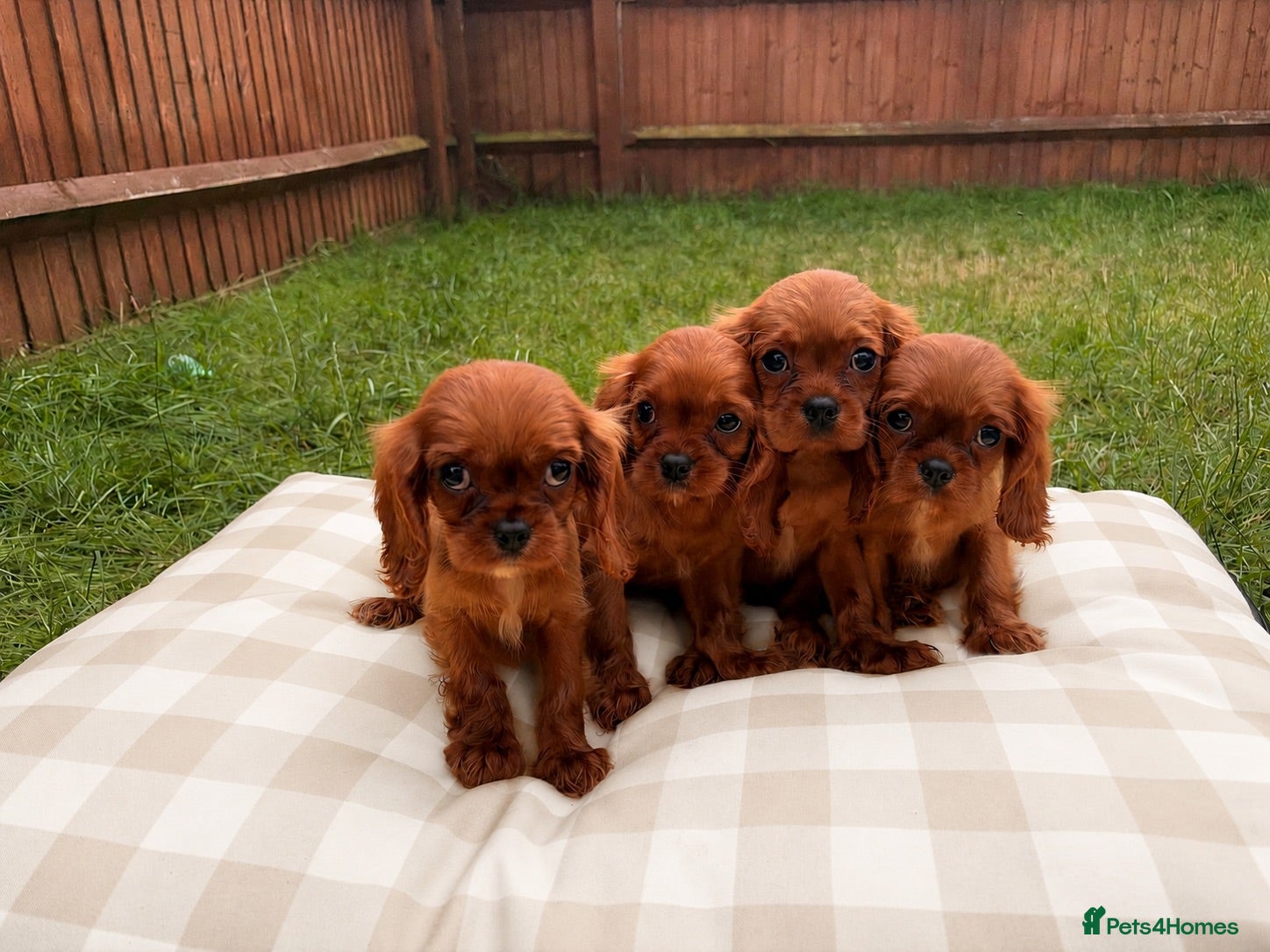 Cavalier King Charles Spaniel dogs Kc cavalier King Charles spaniel(fully vaccinated) - Advert 4