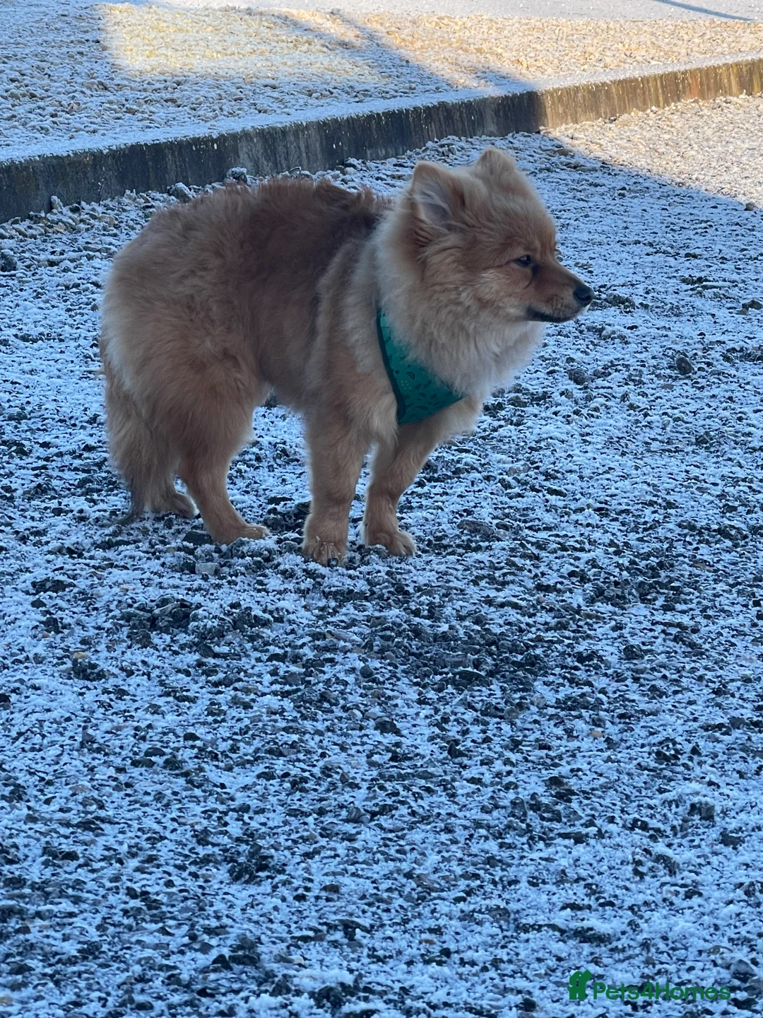 Pomeranian dogs for sale: 6 months Pomeranian looking for new home  - Advert 4