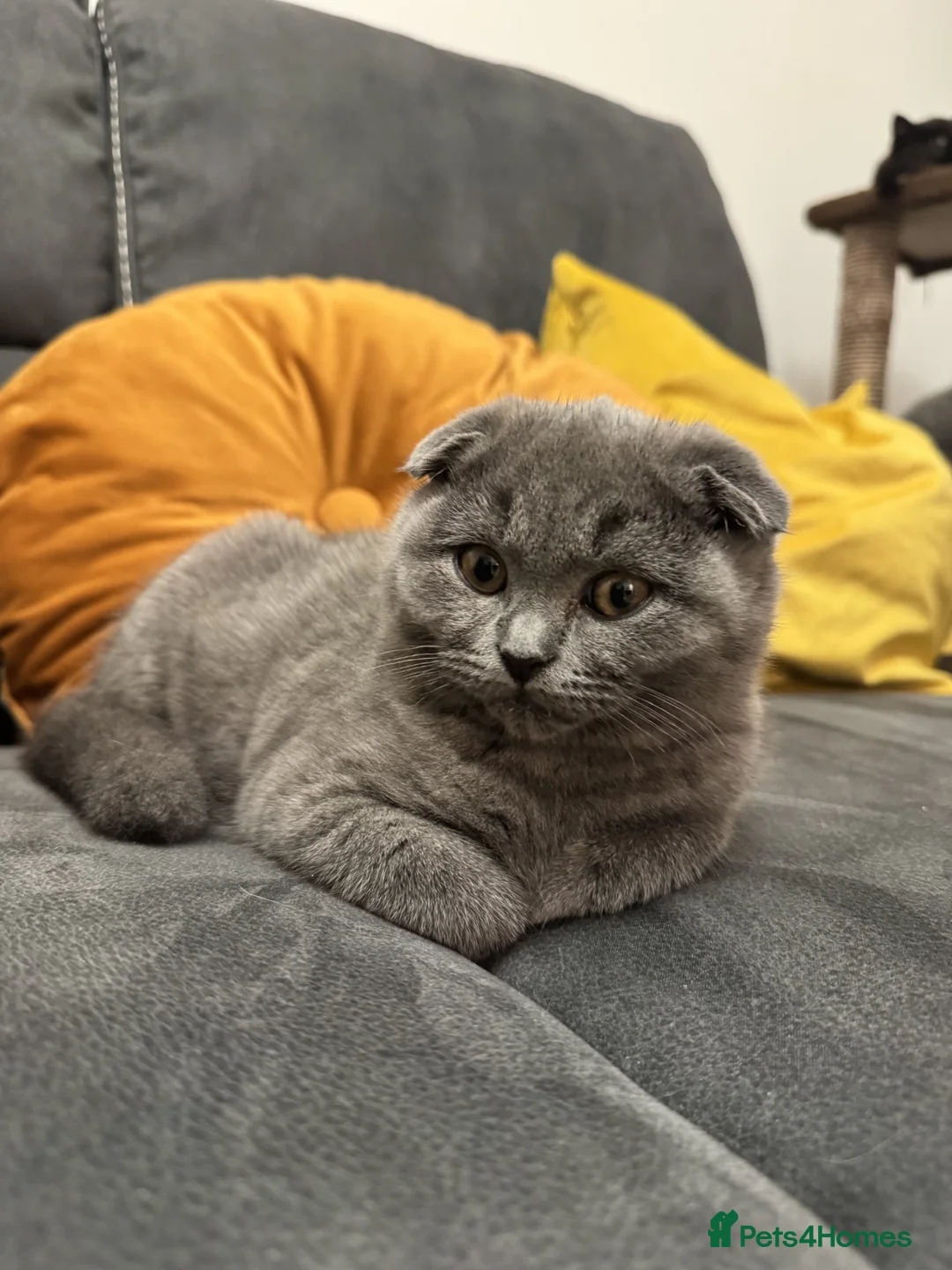 British Shorthair cats for sale: Kittens Scottish Fold x British Shorthair mix 🐾 in Barnsley - Advert 7