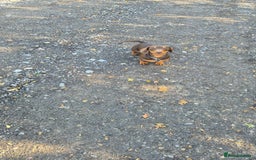 Miniature Dachshund dogs for stud: STUD available  - Image 4