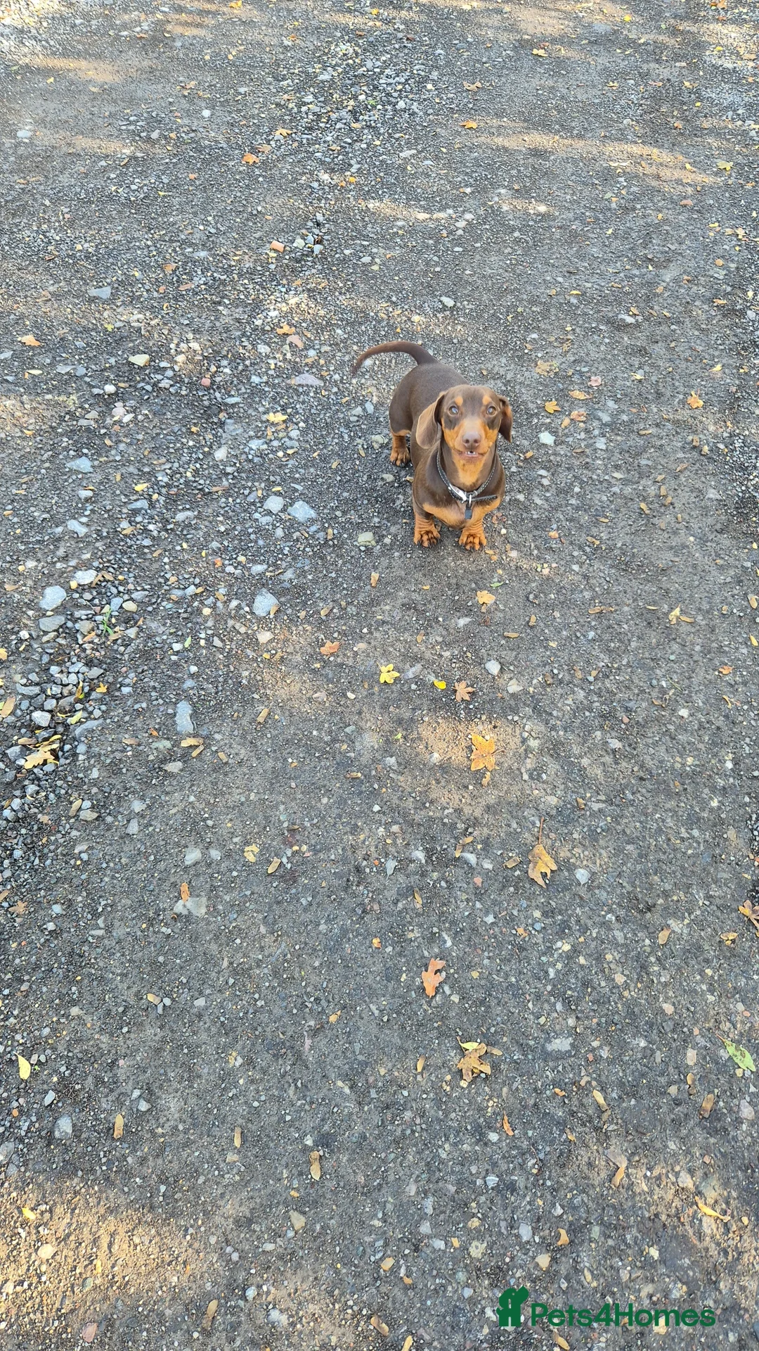 Miniature Dachshund dogs for stud: STUD available  - Advert 4