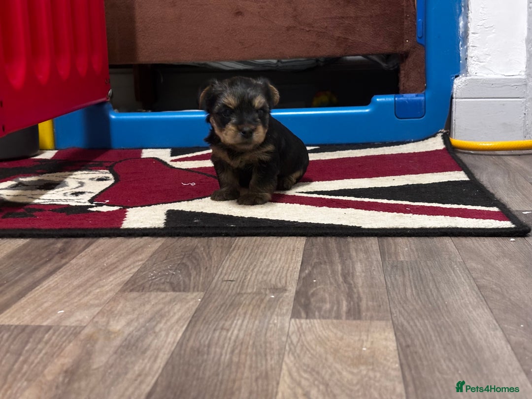 Yorkshire Terrier dogs for sale: Puppy🐶 - Advert 10