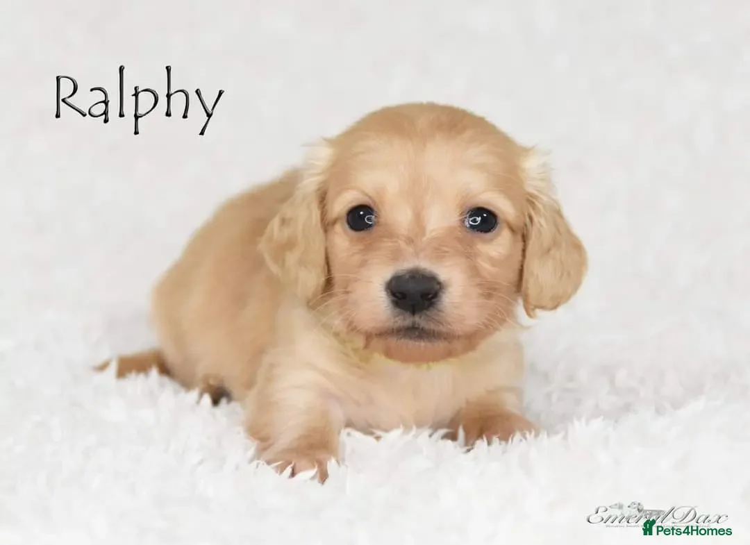 Miniature Dachshund dogs for stud: Clear Cream Stud in Rochford - Advert 7