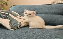 Scottish Fold cats for sale: Excellent Scottish straight kittens  - Image 7