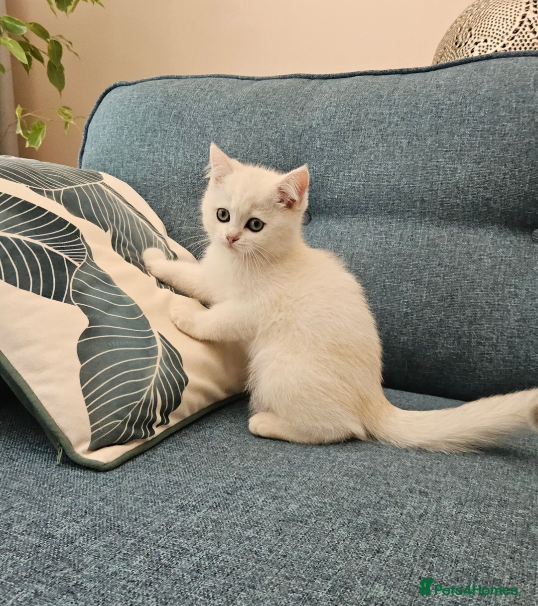 Scottish Fold cats for sale: Excellent Scottish straight kittens  - Image 7