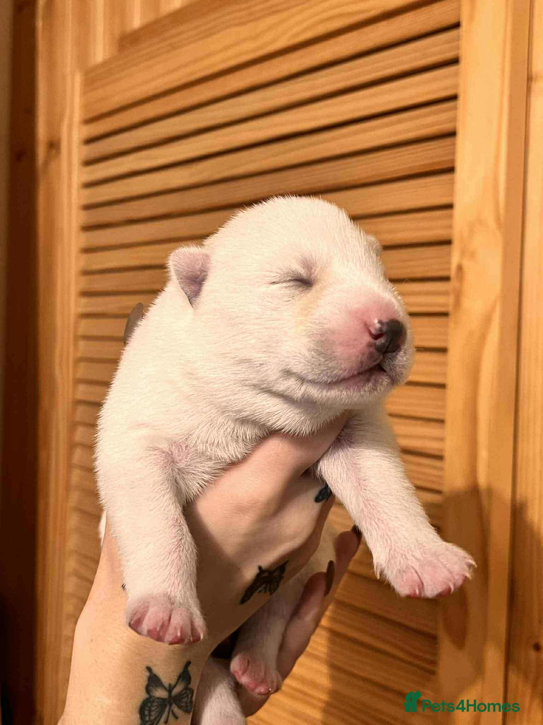 Siberian Husky dogs for sale: Siberian Husky Puppies - Advert 8