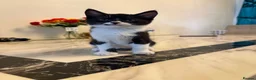 Mixed Breed cats for sale: 2 tuxedo kittens for sale - Advert 7
