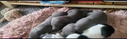Whippet dogs for sale: Whippet puppys for sale - Advert 4