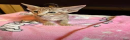 Oriental cats for sale: GCCF Oriental Kittens  in Stratford-upon-Avon - Advert 5