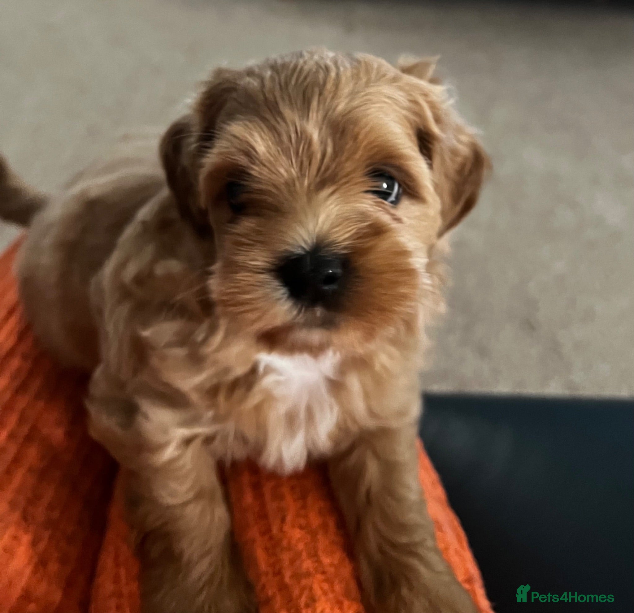 Mixed Breed dogs Male Shihchon puppy - Advert 1