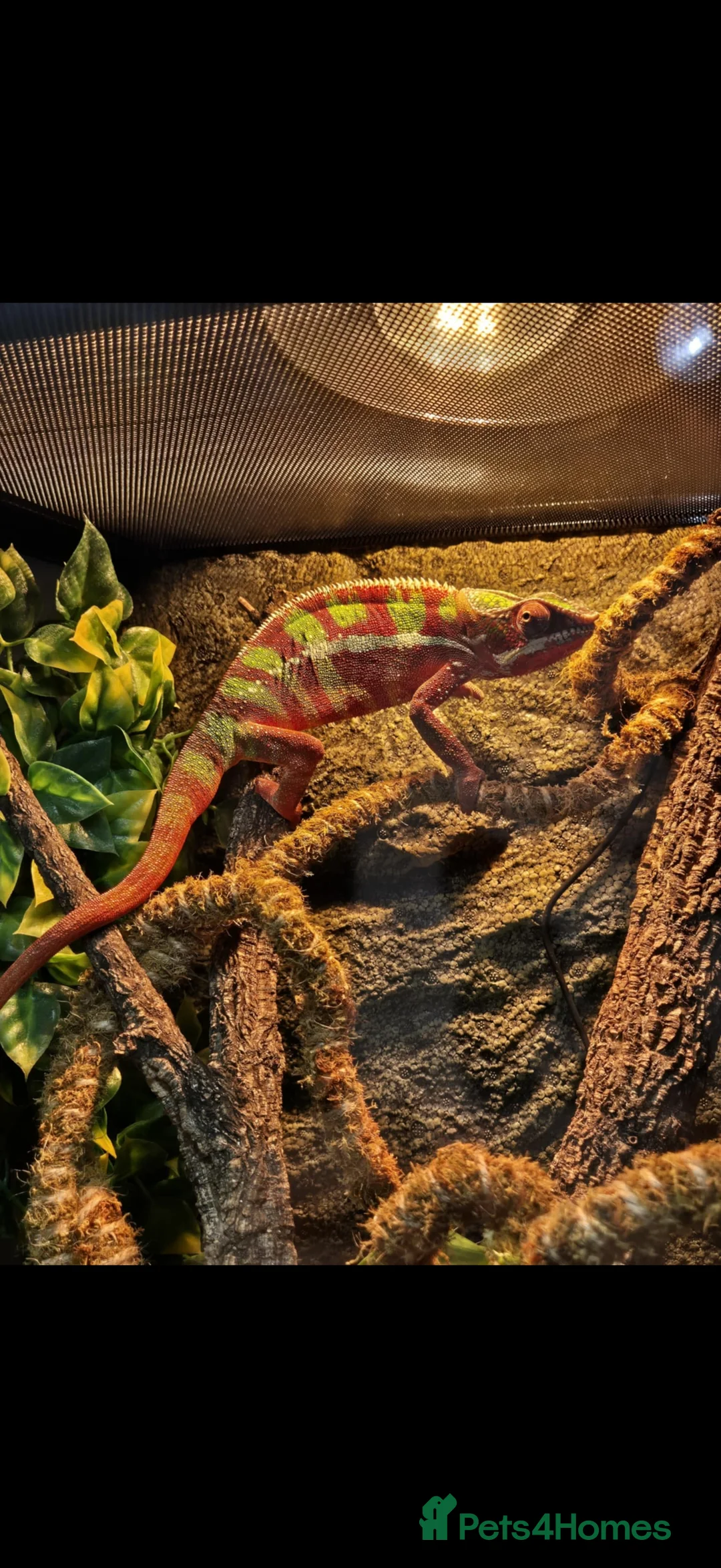 Chameleon reptiles for sale: Ambomile chameleon - Advert 4
