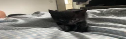 Mixed Breed cats for sale: Mixed kittens  in Runcorn - Advert 4
