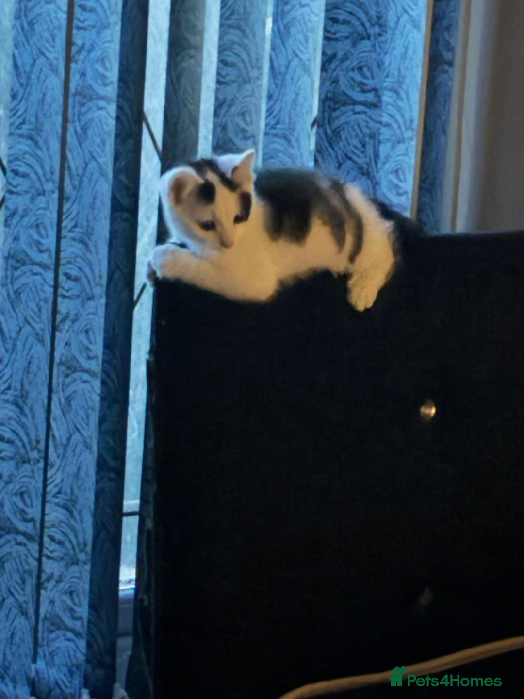 Mixed Breed cats for sale: Mix breed - Advert 3