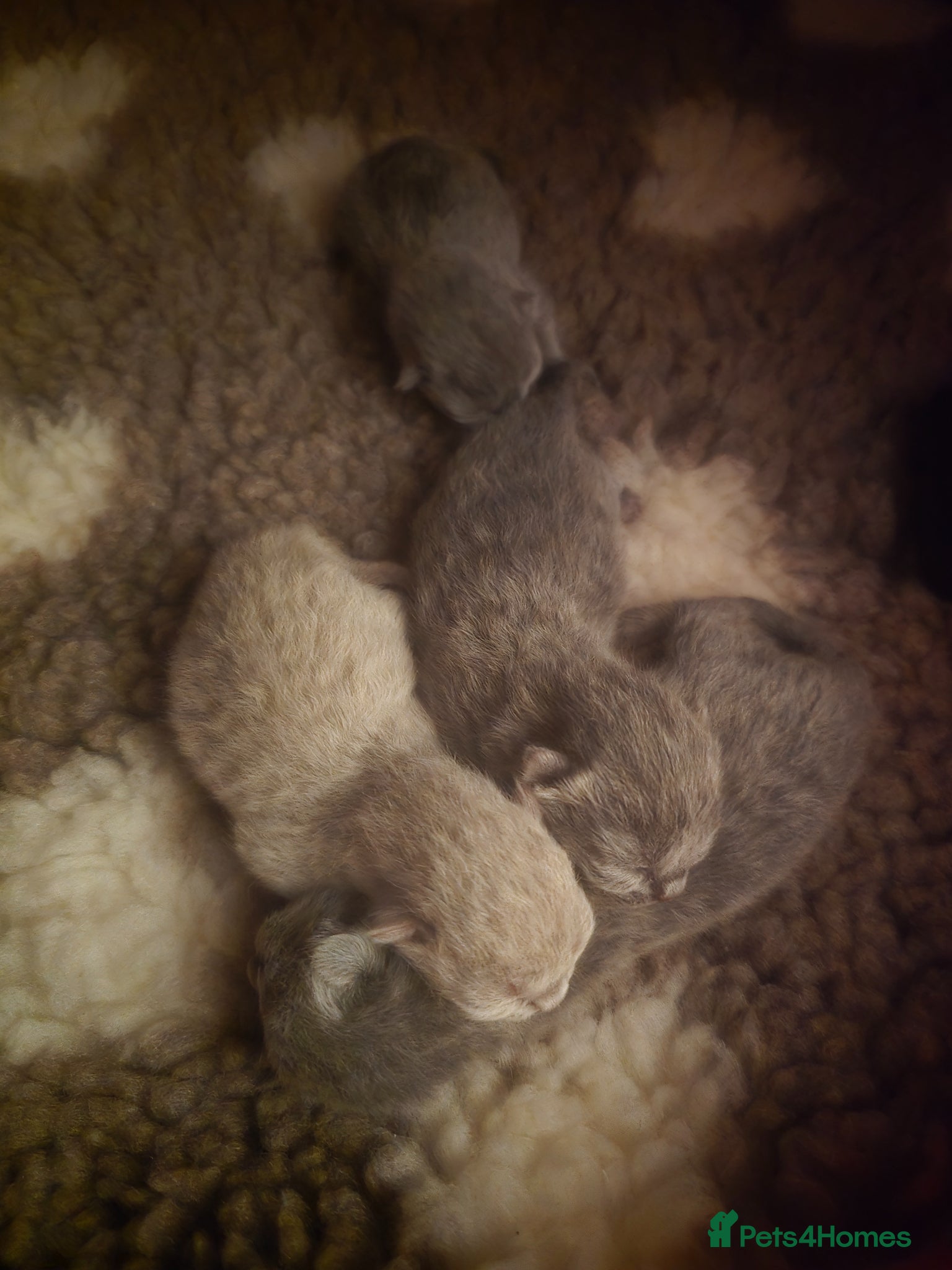 British Shorthair cats Championship Lines Bridgerton Litter - Advert 7