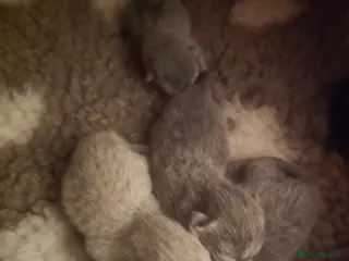 British Shorthair cats Championship Lines Bridgerton Litter - Advert 2