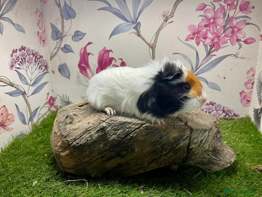 Guinea Pig rodents for sale: Male guinea pigs  - Advert 2