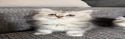 Mixed Breed cats for sale: Stunning Long Haired Chinchilla Ragdoll X Persian - Advert 7