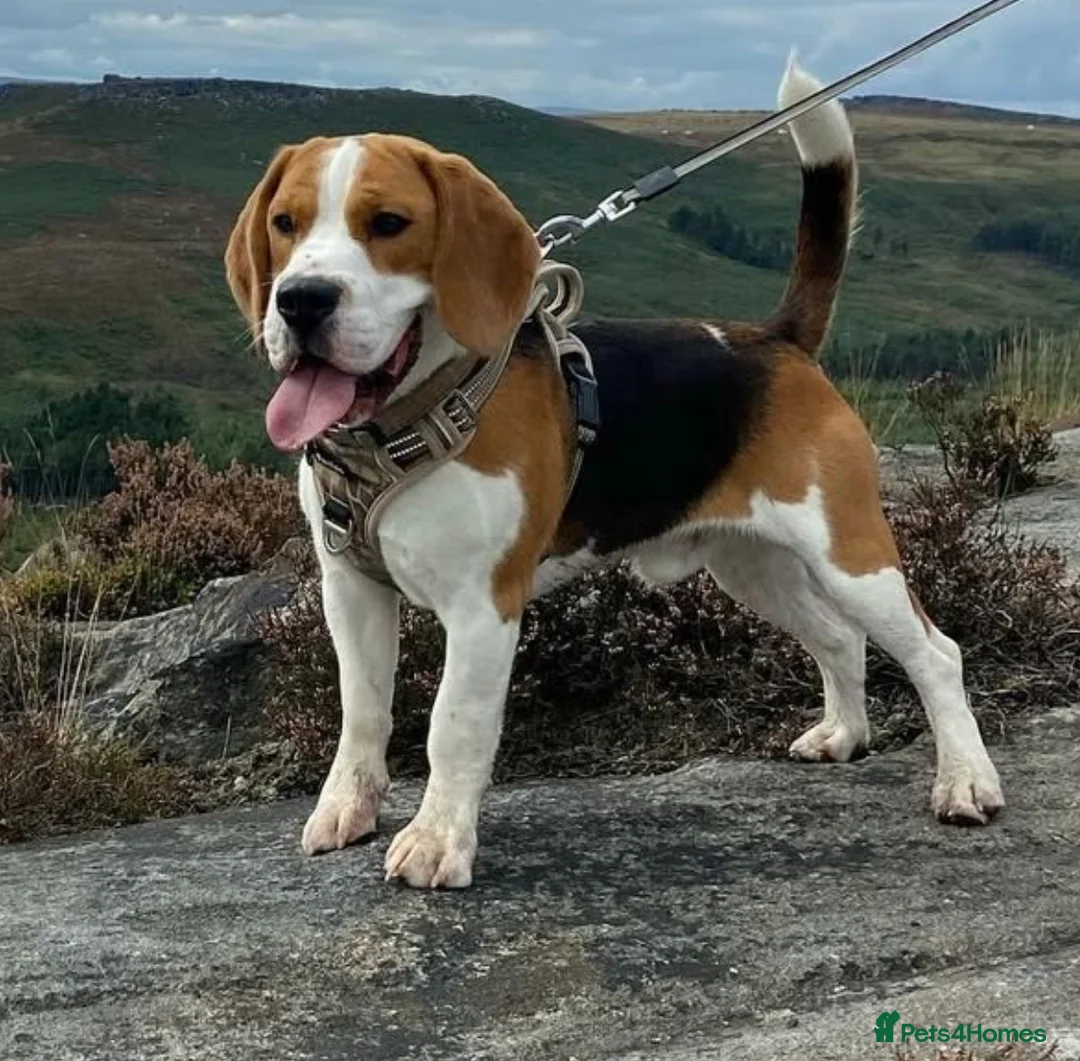 Beagle dogs for stud: Beautiful Beagle Stud  in Pontefract - Advert 4