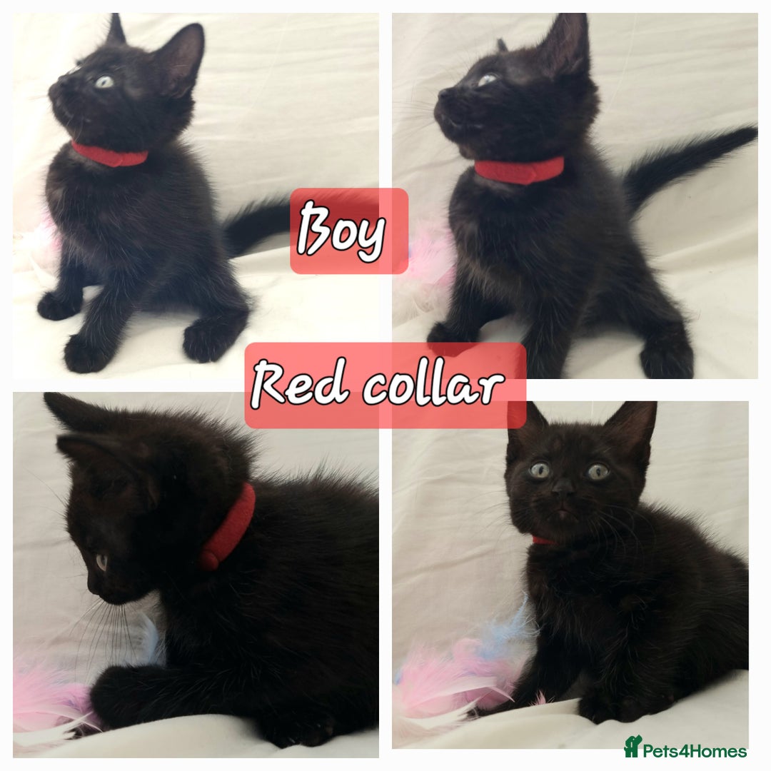 Mixed Breed cats for sale: 5 beautiful kittens for sale.Read the description. - Image 3