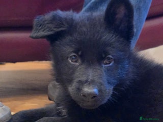 German Shepherd dogs - Advert 2