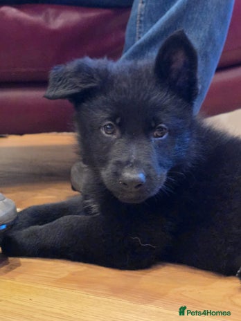 German Shepherd dogs - Advert 16