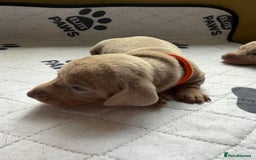 Dachshund dogs for sale: Litter of miniature dachshunds born 12/9/25 - Image 15