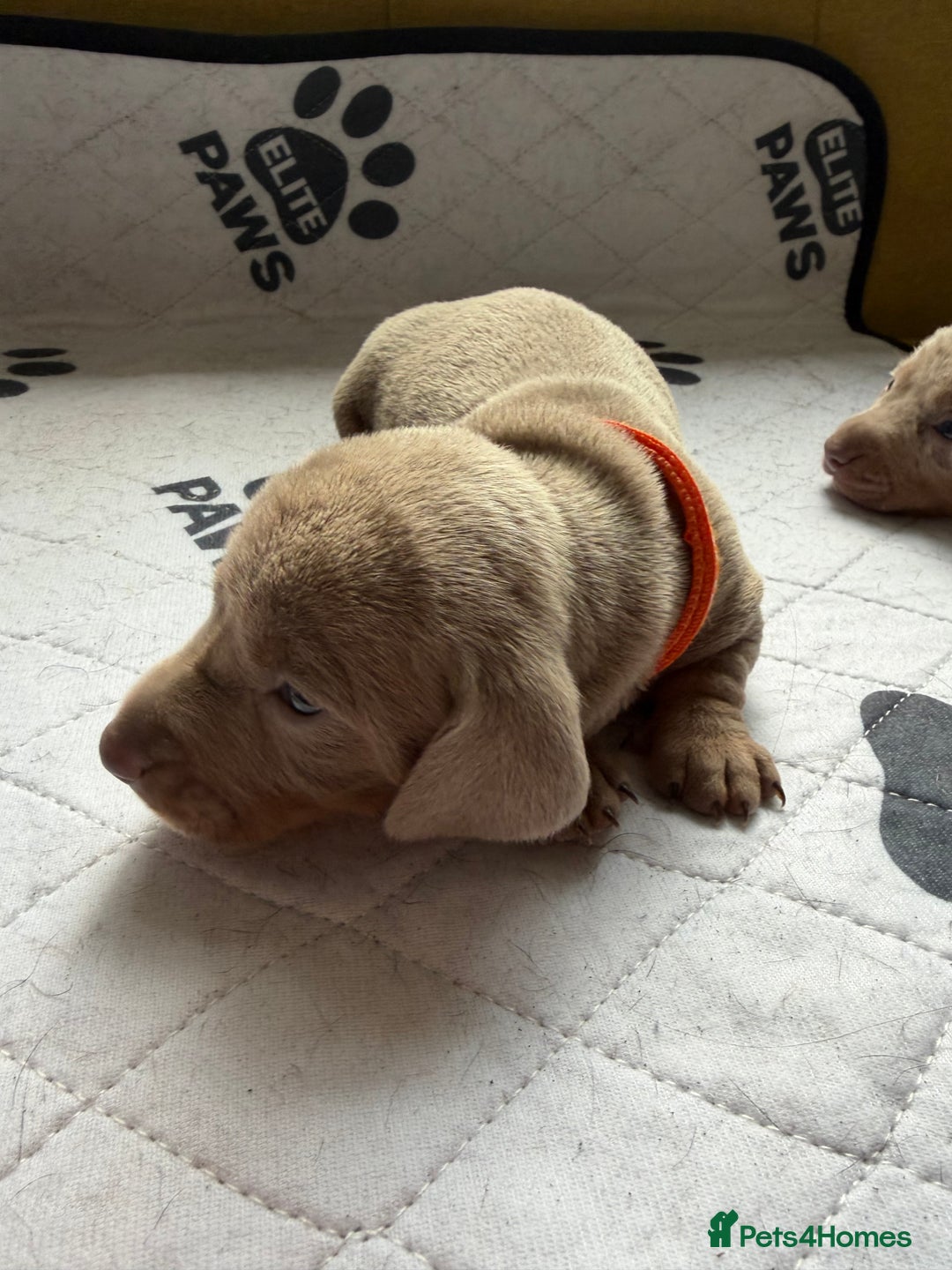 Dachshund dogs for sale: Litter of miniature dachshunds born 12/9/25 - Image 15