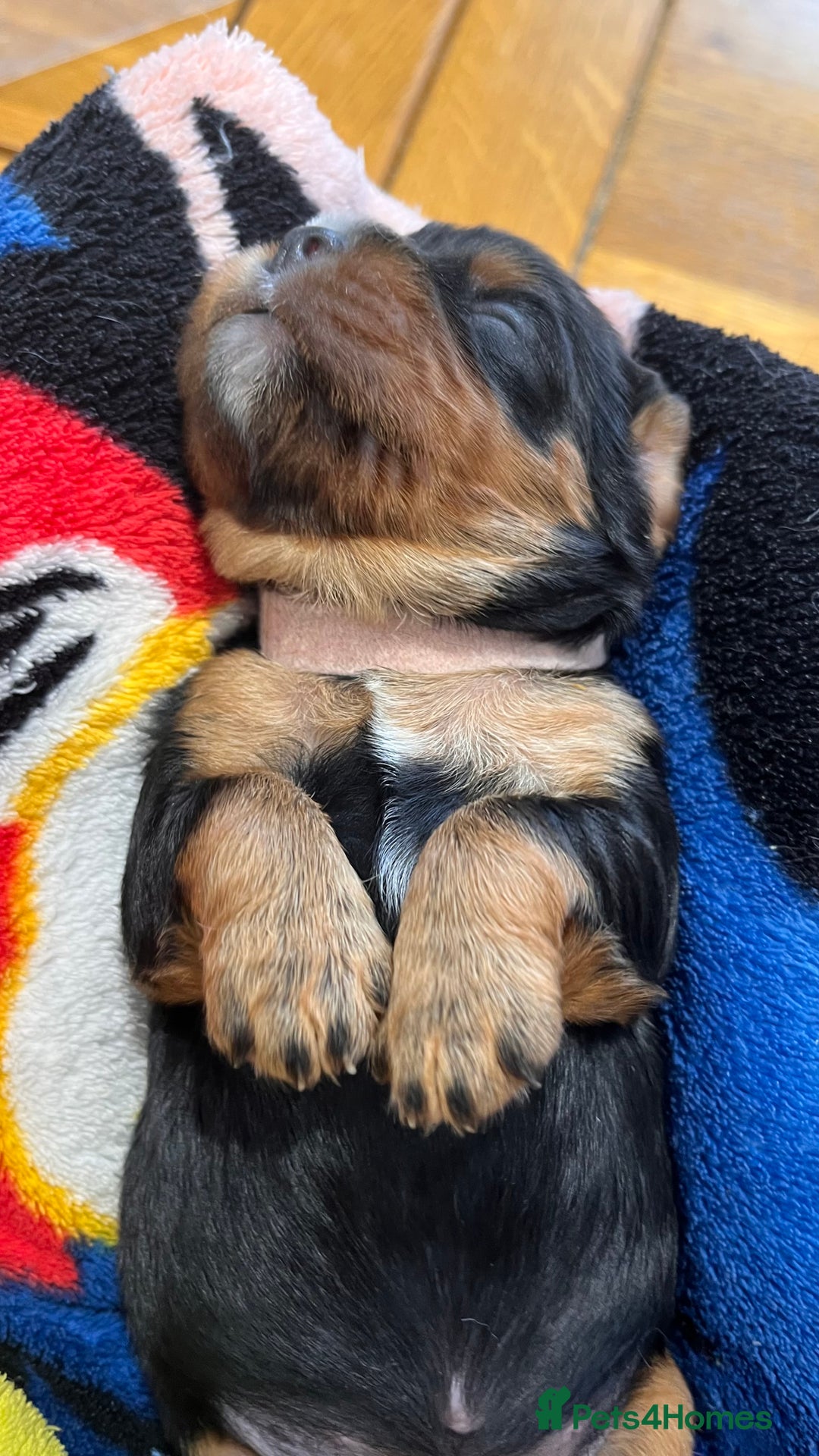 Cavalier King Charles Spaniel dogs for sale: Health Tested Parents - Image 17