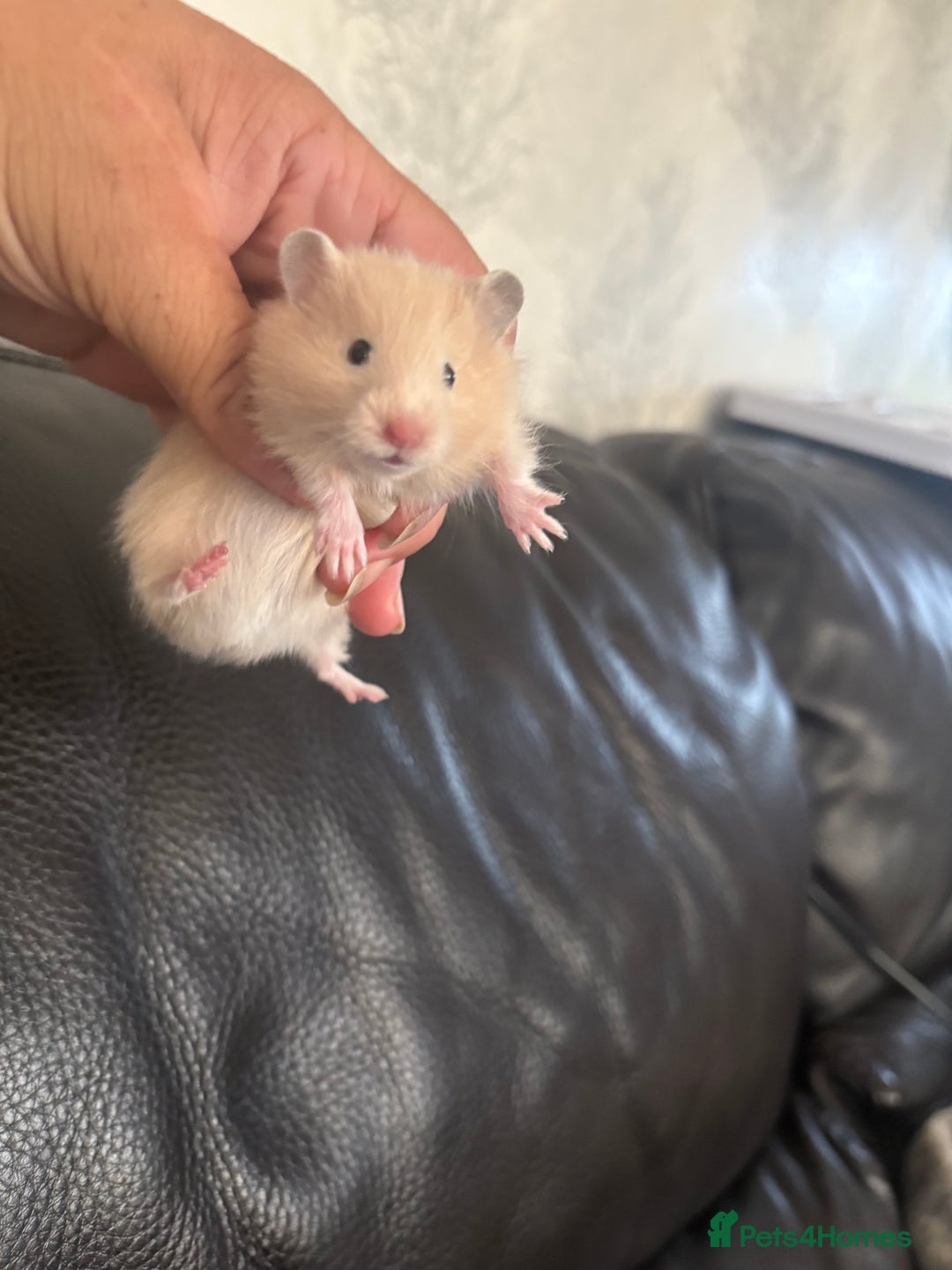 Hamster rodents for sale: Stunning long and short haired hamsters - Image 5