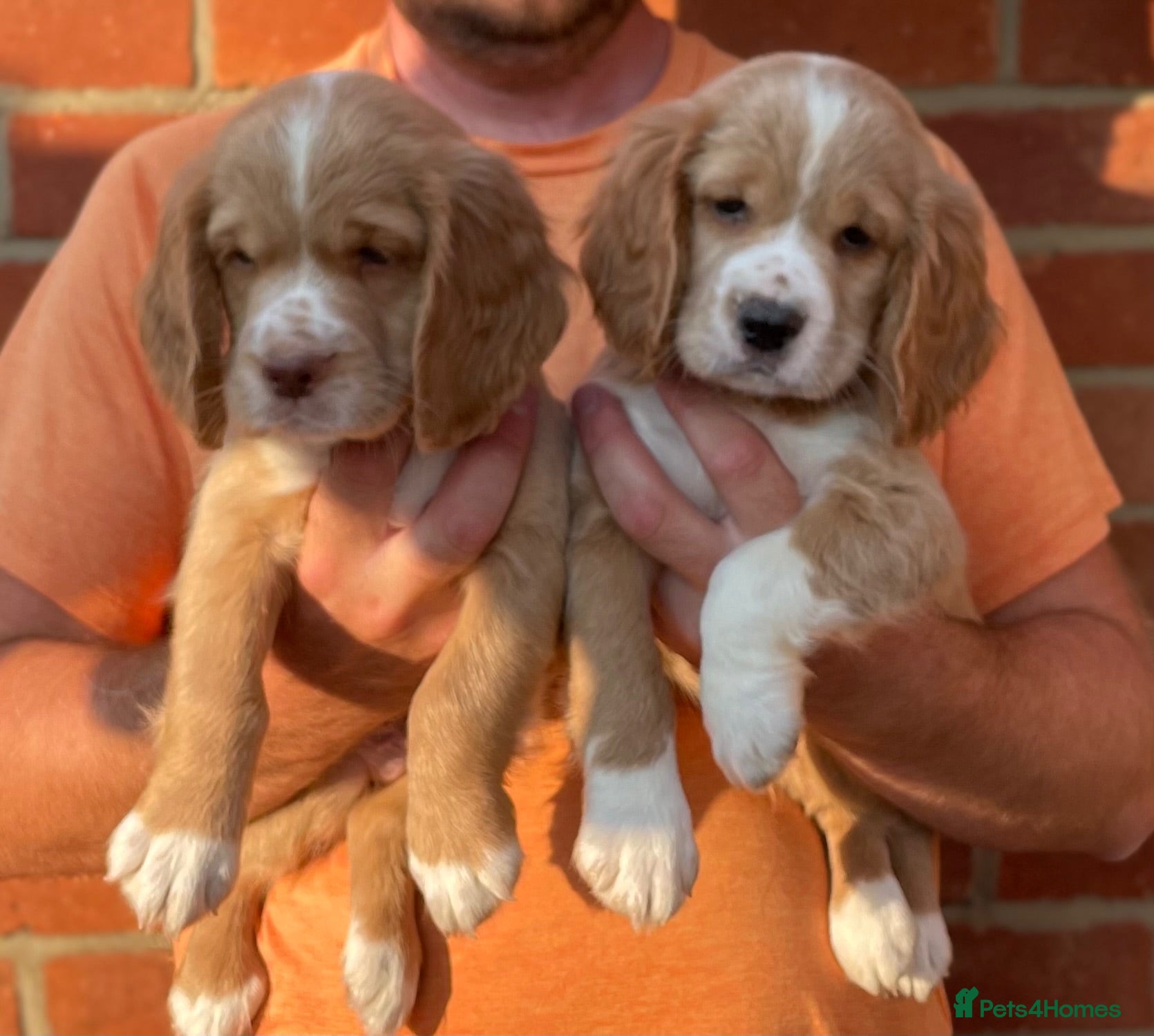 Clumber Spaniel dogs Health Tested Working Cocker x Clumber Puppies - Advert 2
