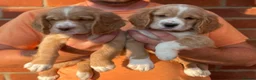 Clumber Spaniel dogs for sale: Health Tested Working Cocker x Clumber Puppies - Advert 2