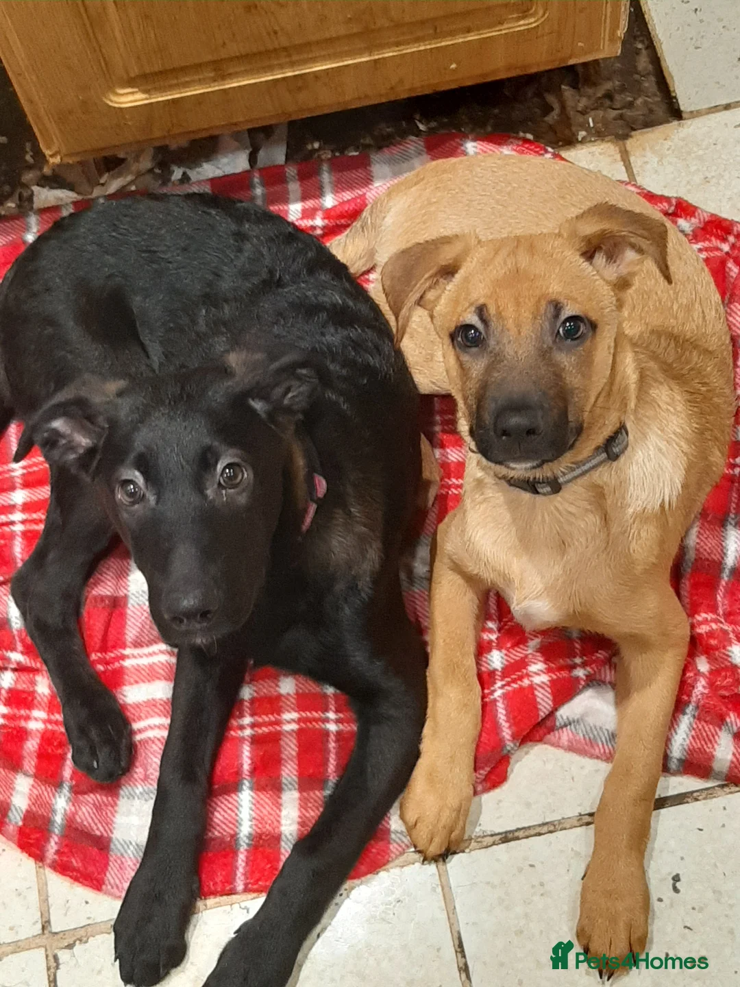 Mixed Breed dogs for sale: Gsd x Staffy x Mali - Advert 3