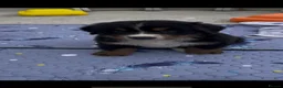 Bernese Mountain Dog dogs for sale: Bernese Mountain Dog Puppies - waiting list - Advert 3