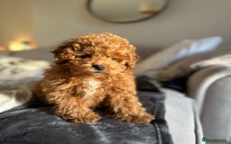 Cavapoo dogs for sale: 15 week old Cavapoo Boy - Advert 1