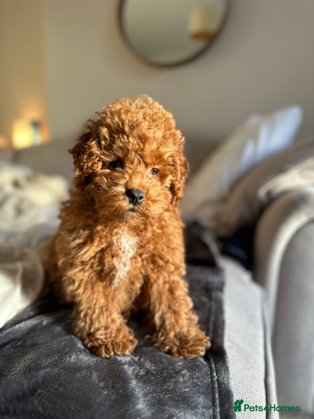 Cavapoo dogs for sale: 15 week old Cavapoo Boy - Advert 1