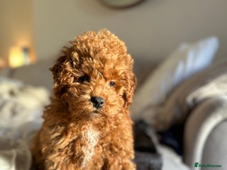 Cavapoo dogs 15 week old Cavapoo Boy - Advert 1