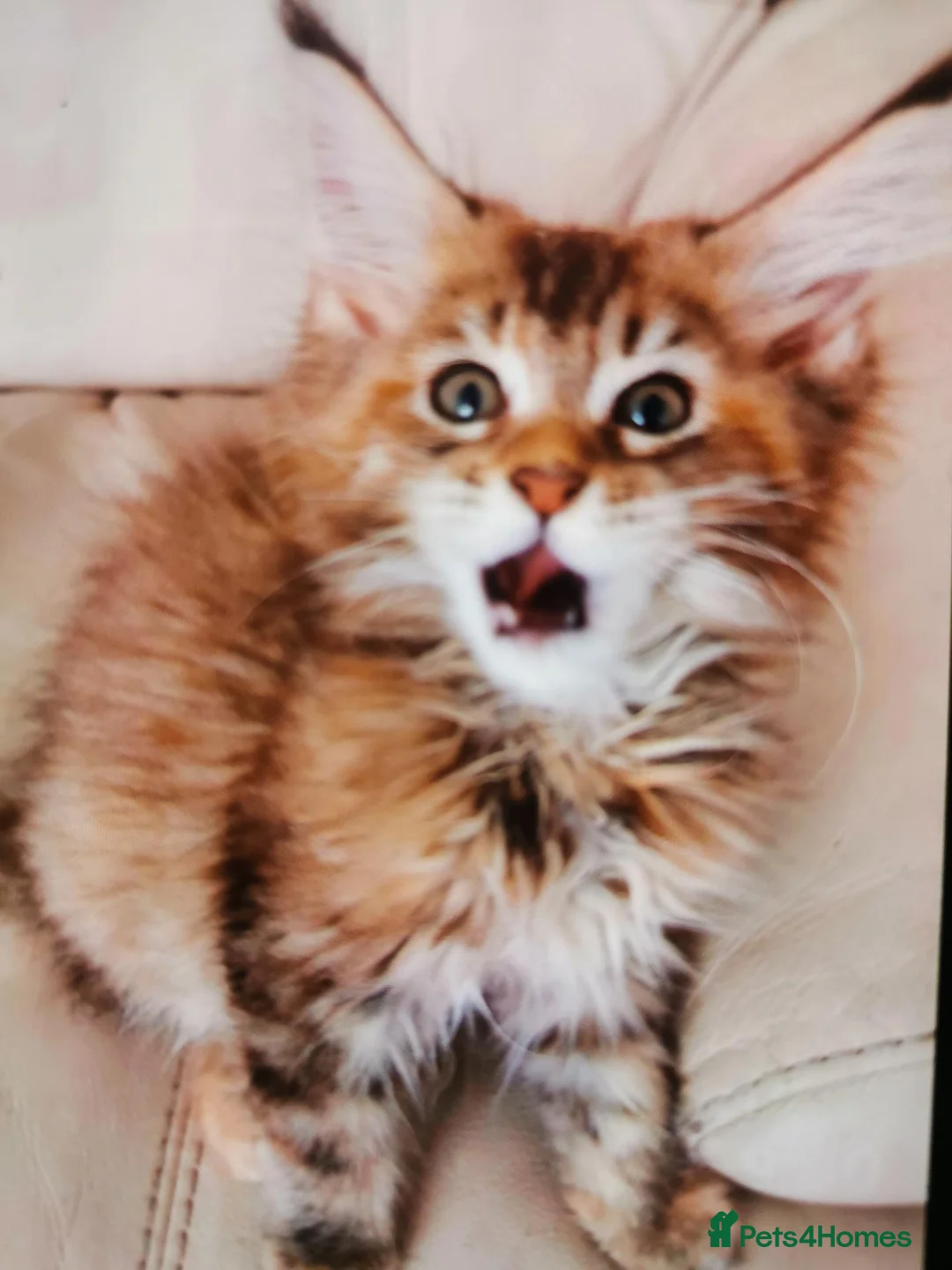 Maine Coon cats for sale: Pedigree Maine Coon kittens available for sale  - Advert 2