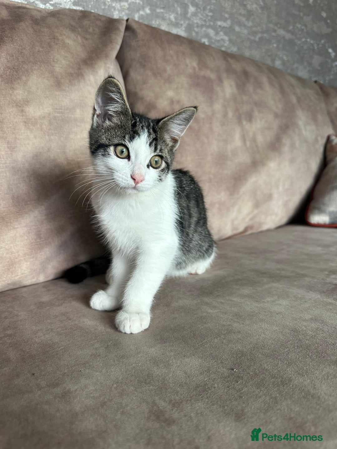 Mixed Breed cats for sale: Active and friendly kitten - Image 2